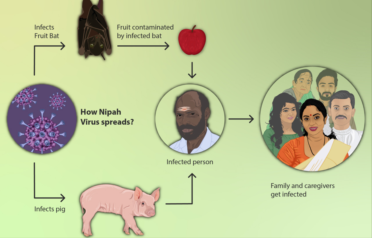 nipah-virus-symptoms-how-it-spreads