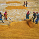 west bengal new rice variants