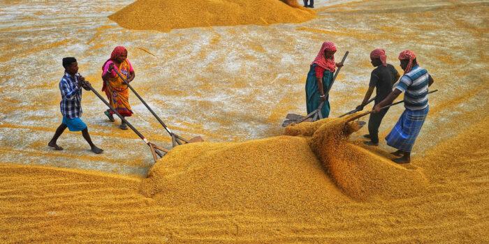 west bengal new rice variants