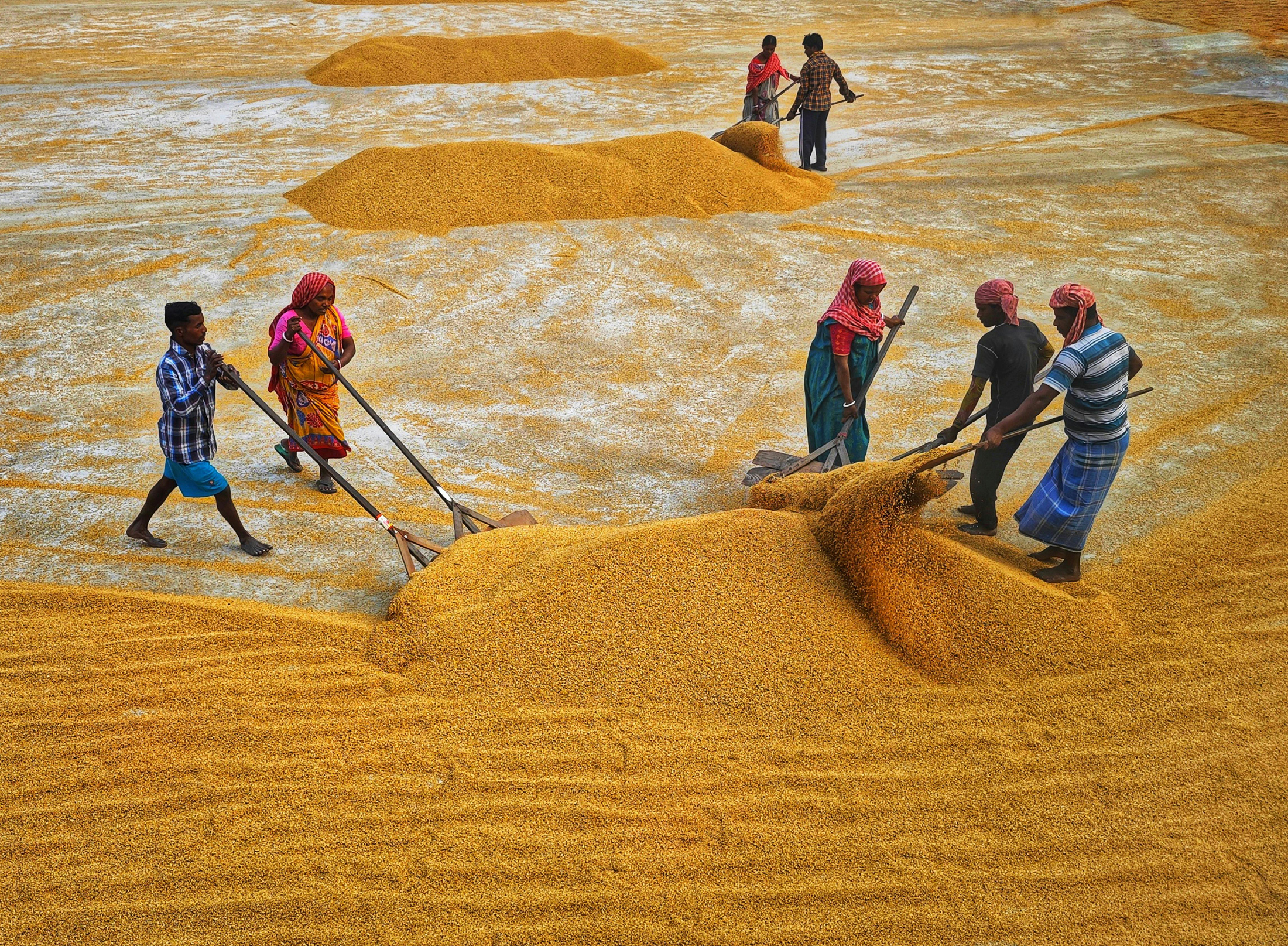 west bengal new rice variants